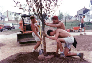 tree being planted